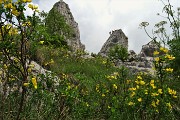 71 Fiori di ginestra nel ghiaione dei torrioni Longo e Gemelli